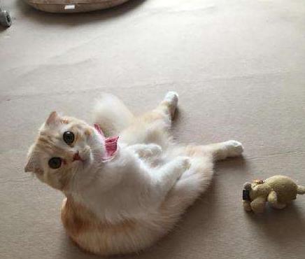 喵星人也会有烦恼吗,喵星人有点猫病