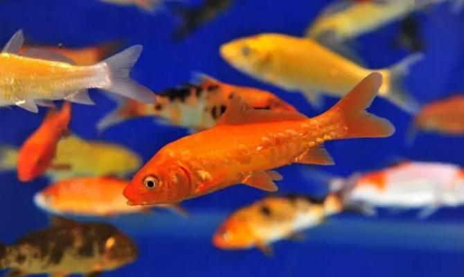 观赏鱼眼病解决方法