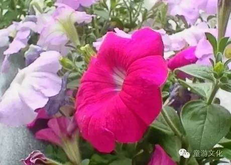 珠海几种常见的花,适合广东地区的观赏植物