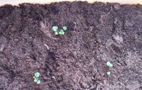 从种子开始种草莓能结果吗,用种子种草莓能种得出来吗