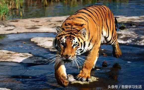 十二生肖婚配表大全最新版,十二生肖婚配口诀大全太准了收藏