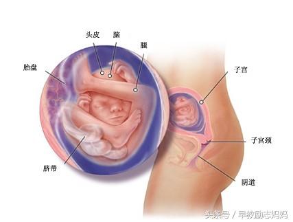 孕后期胎盘低置要注意些什么,孕早期胎盘低置怎么办怎么调整