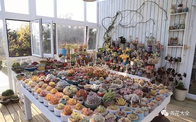 多肉有毒到底有多可怕 (各种多肉有毒吗)