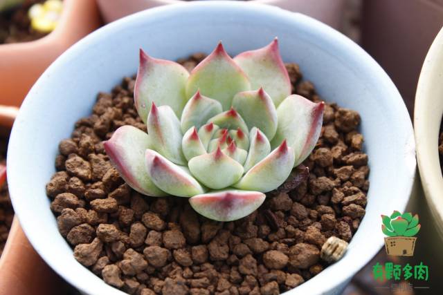 吉娃娃正版颜色,正版吉娃娃