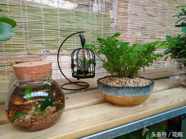 珊瑚蕨喜阴还是喜阳,珊瑚蕨类