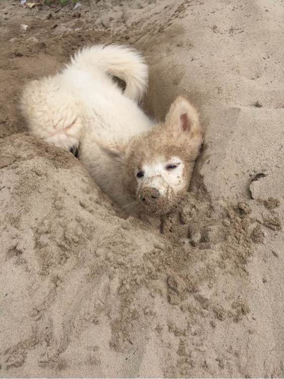 养了之后才明白,这狗除了笑起来好看以外,跟哈士奇没啥区别