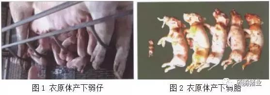 “瑞多康”+“瑞安欣”双剑合一：猪场扫除衣原体和弓形体的法宝