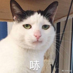 紫藤花开的季节去看锦鲤成了精，据说转发会有好运