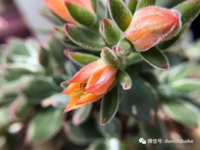 沉浸在花花草草的世界里,沉浸在动物和花海世界中