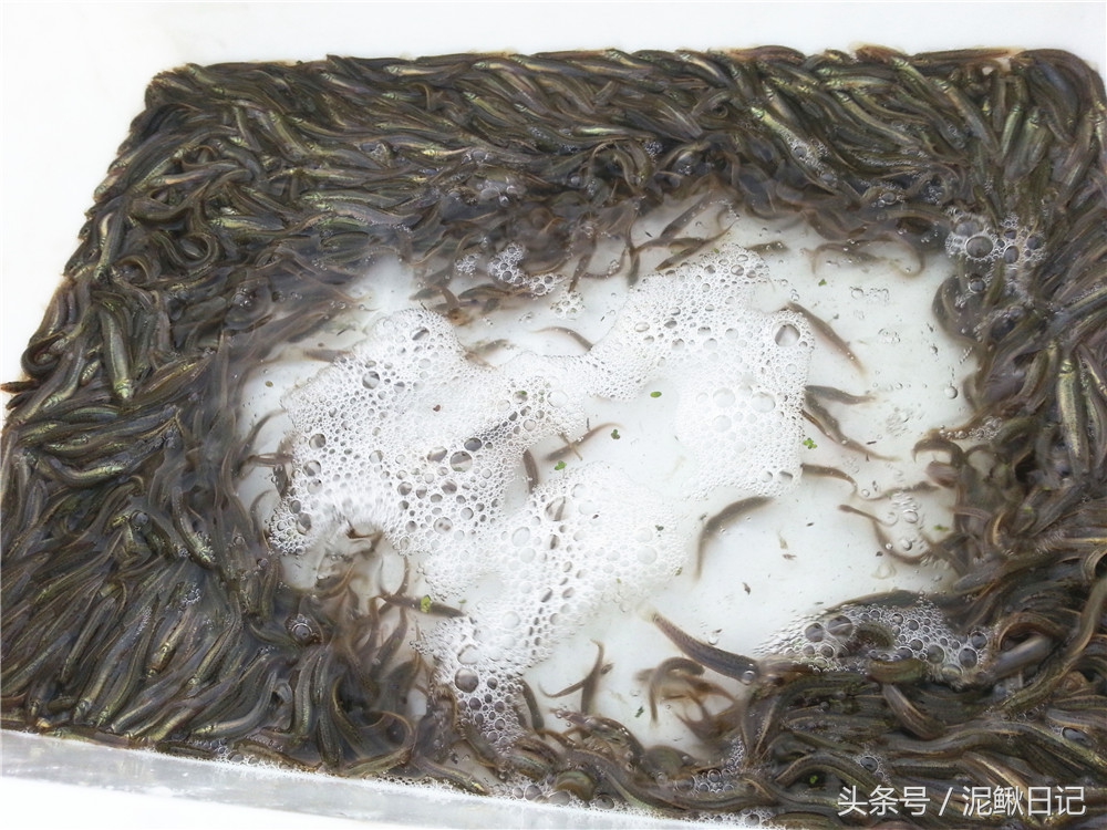 泥鳅养殖几年出栏最好,泥鳅养殖与前景