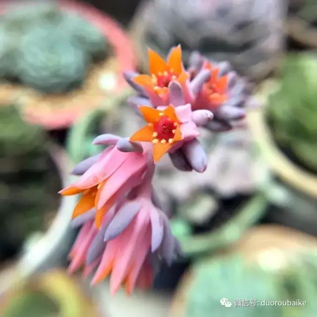 沉浸在花花草草的世界里,沉浸在动物和花海世界中