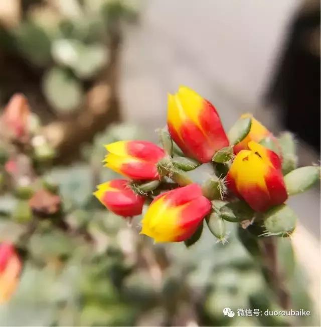 沉浸在花花草草的世界里,沉浸在动物和花海世界中