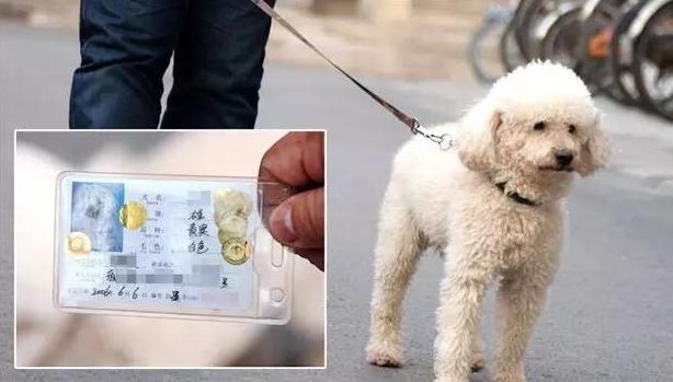 开车撞死狗了要赔偿吗,机动车撞死狗要赔钱吗