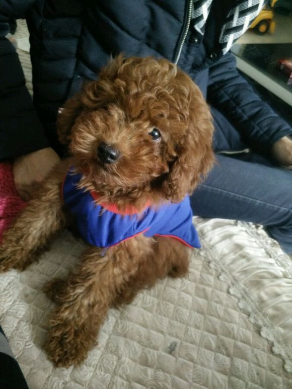 带泰迪剃了毛,回家后性情大变,一言不合就咬人,后悔死了