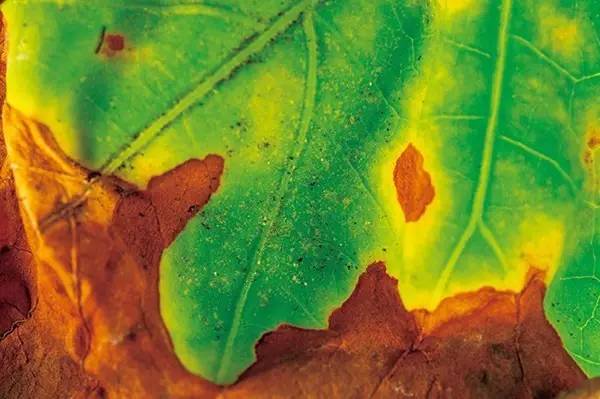 室内绿植长黑斑掉叶子挽救方法,盆栽叶子发黄有斑点怎么解决