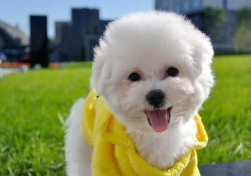 狗狗吃完驱虫药呕吐拉稀有血,狗狗吃完驱虫药呕吐打嗝