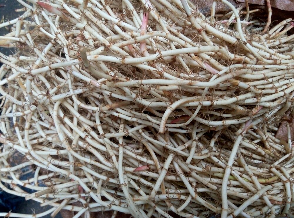 鱼腥草抗什么病毒,鱼腥草能抗病毒感染吗