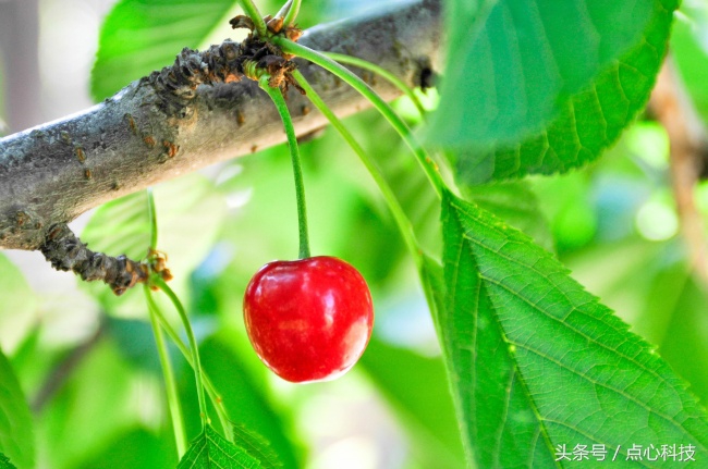 如何要保护心脏吃什么好呢，吃巧克力真的可以降低心颤风险？