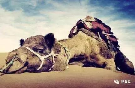 一家酒厂的衰亡原因,一家酒厂衰亡原因