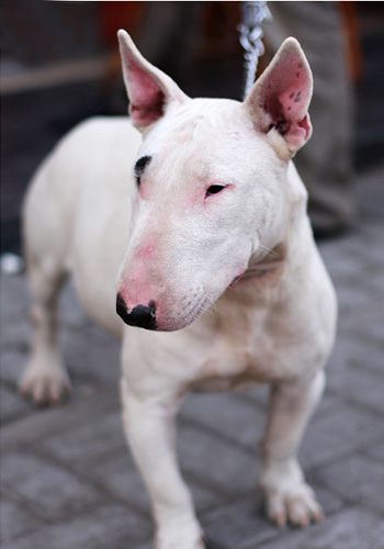 盘点全网最精的狗狗,全网狗狗大合集