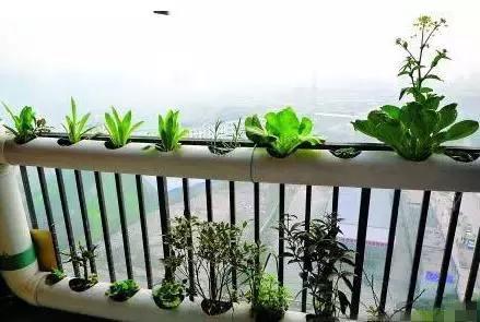 pvc管阳台无土种菜全图解,用pvc管阳台种菜安全吗