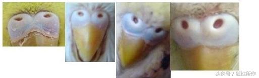 宠物鹦鹉幼鸟公母一对,宠物鹦鹉怎么分