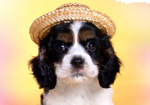 狗狗吃完驱虫药呕吐拉稀有血,狗狗吃完驱虫药呕吐打嗝