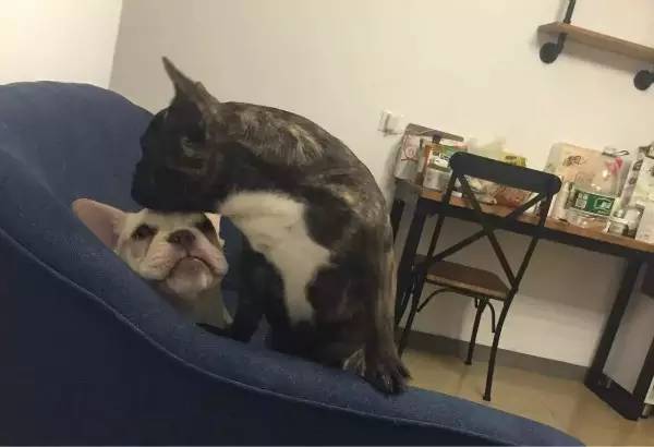 狗狗不懂离别这种复杂的情感,狗狗怎么理解死亡