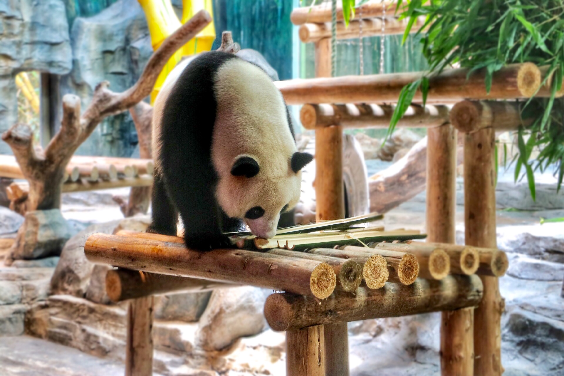 一月广州长隆野生动物园游玩攻略,长隆海洋王国不可错过