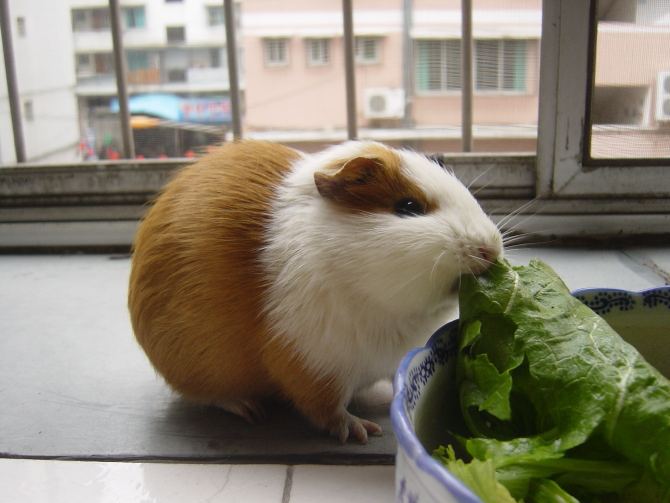 豚鼠臭不,豚鼠的屎臭到顶不住