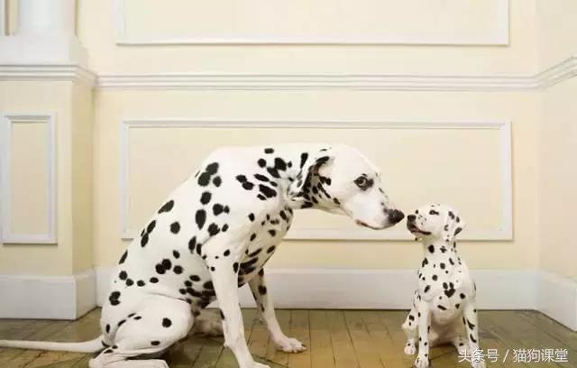 大麦町斑点狗杭州禁养吗,大麦町犬的斑点是怎么形成的