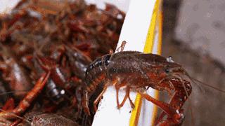 广州小龙虾视频,广州哪里买鲜活小龙虾