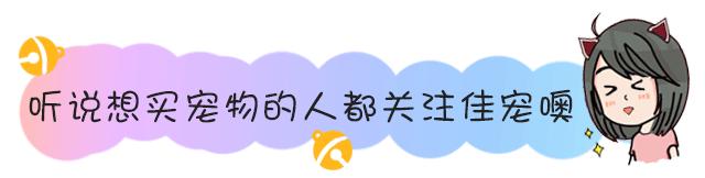 养狗怎么教会排便,养狗宝典如何帮狗狗剪指甲