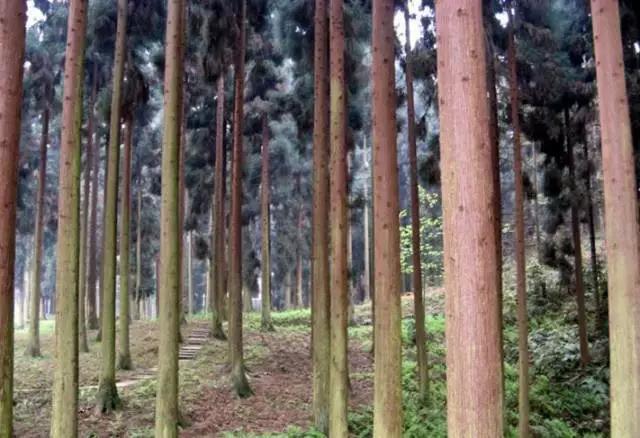 成都周边免费森林自然景点,成都森林避暑好去处