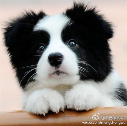 盘点全网最精的狗狗,史上最全狗狗大全