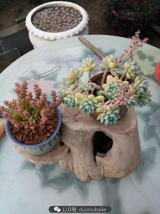 用多肉做花的方法,多肉植物自制方法