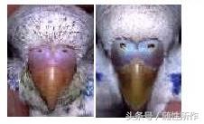 宠物鹦鹉幼鸟公母一对,宠物鹦鹉怎么分