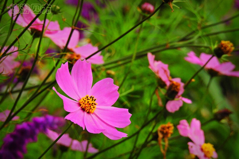 印度洋岛国上的小英格兰，浓浓英伦风，凉爽避暑地！