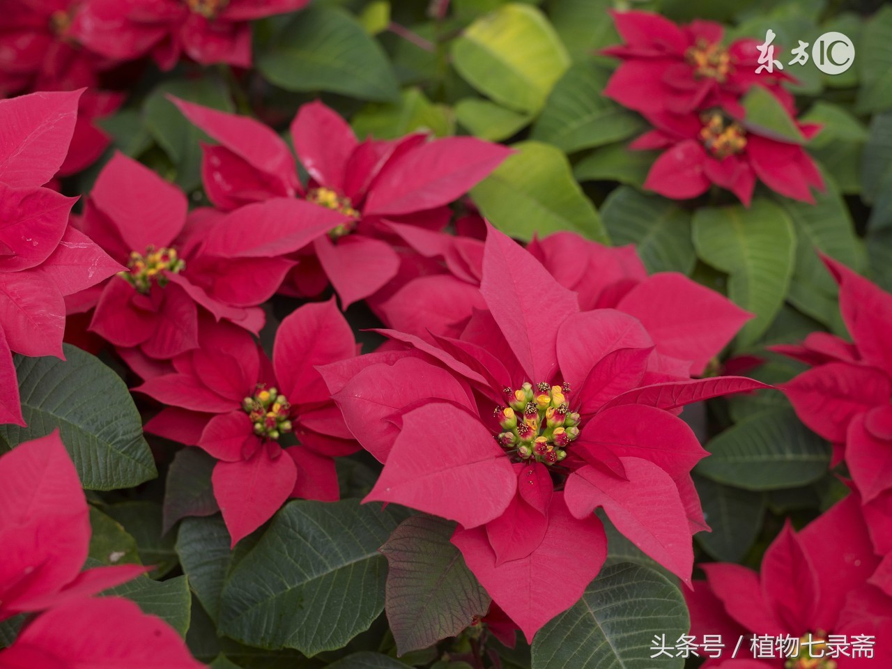 盆栽花卉千手观音怎么样才能养好,居家如何养好花卉植物盆栽