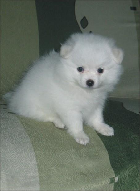 盘点全网最精的狗狗,全网狗狗大合集