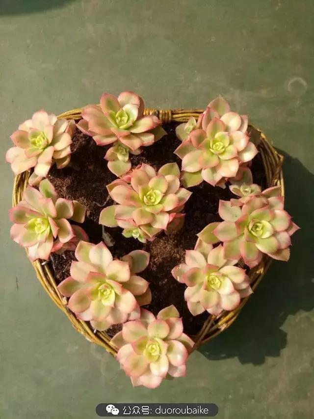 用多肉做花的方法,多肉植物自制方法
