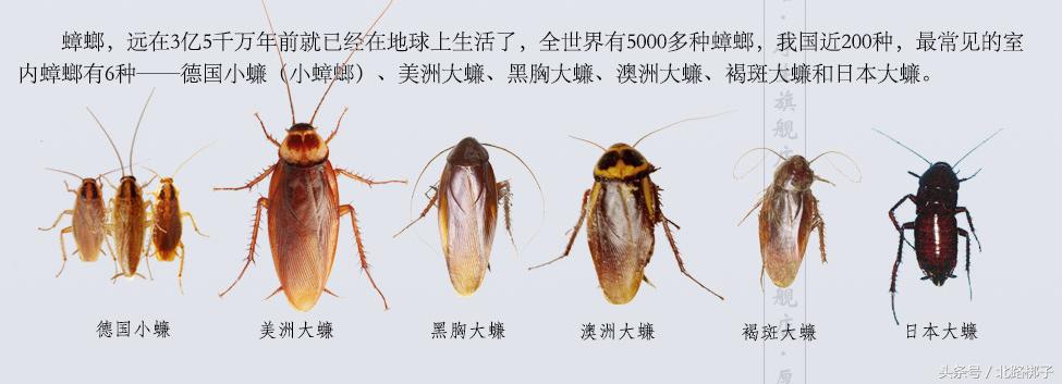 蟑螂药科普合集,蟑螂药视频大全