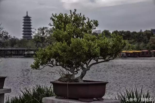 瘦西湖优惠门票多少钱,瘦西湖门票优惠政策最新