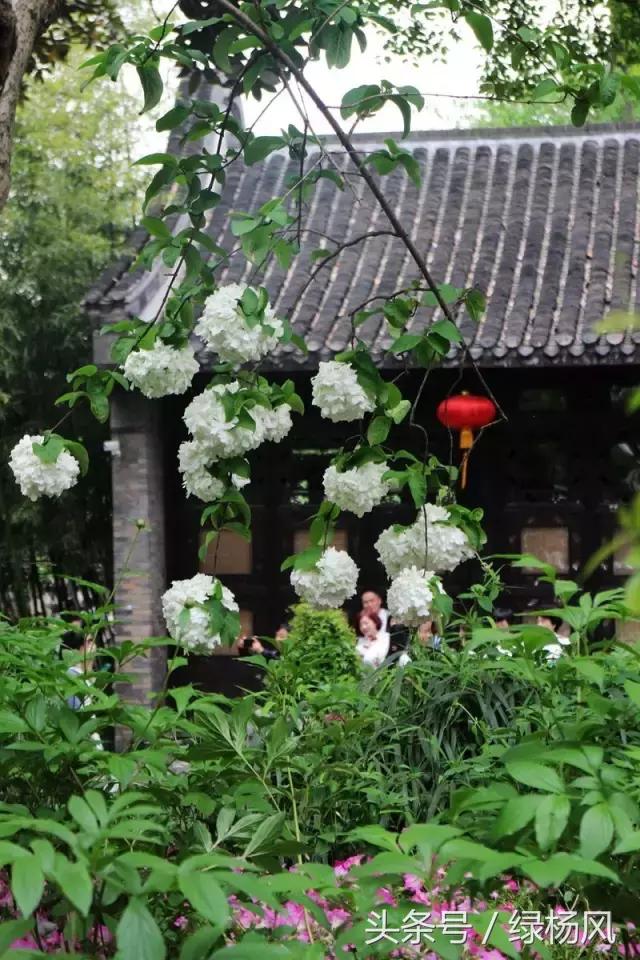 瘦西湖优惠门票多少钱,瘦西湖门票优惠政策最新