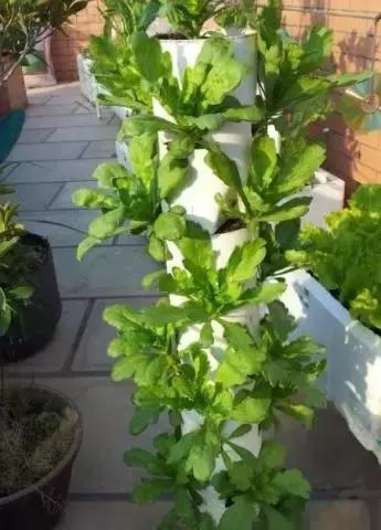 pvc管阳台无土种菜全图解,用pvc管阳台种菜安全吗