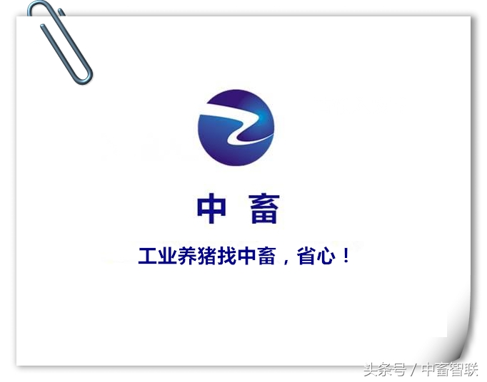 怎样才能养好断奶仔猪,怎么护理弱小仔猪