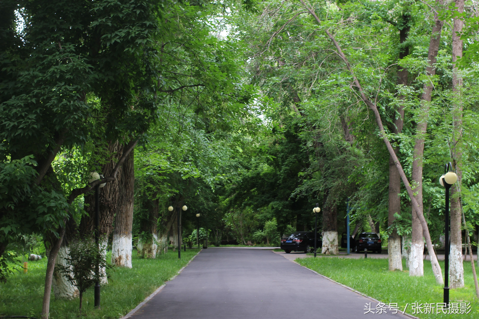 百年俄罗斯建筑保存完好白杨茂盛