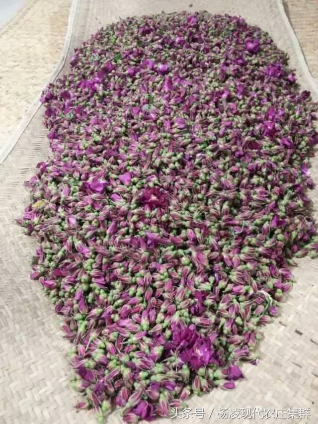 来穿越花海赴春天的约会,龙丽威大马士革玫瑰庄园