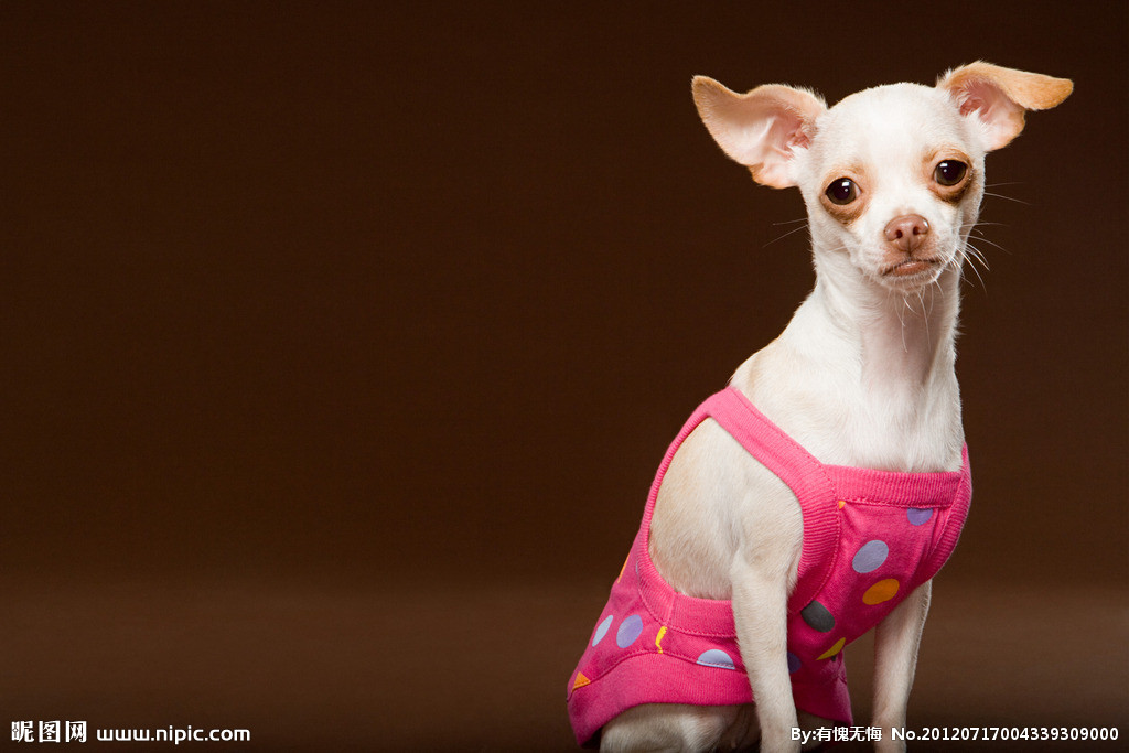 盘点全网最精的狗狗,全网狗狗大合集