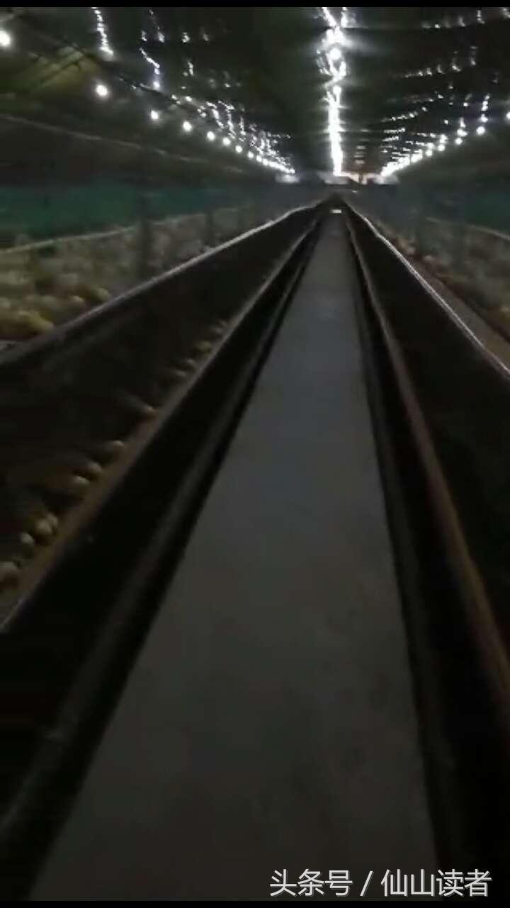 专业禽病技术指导,禽病技术大咖